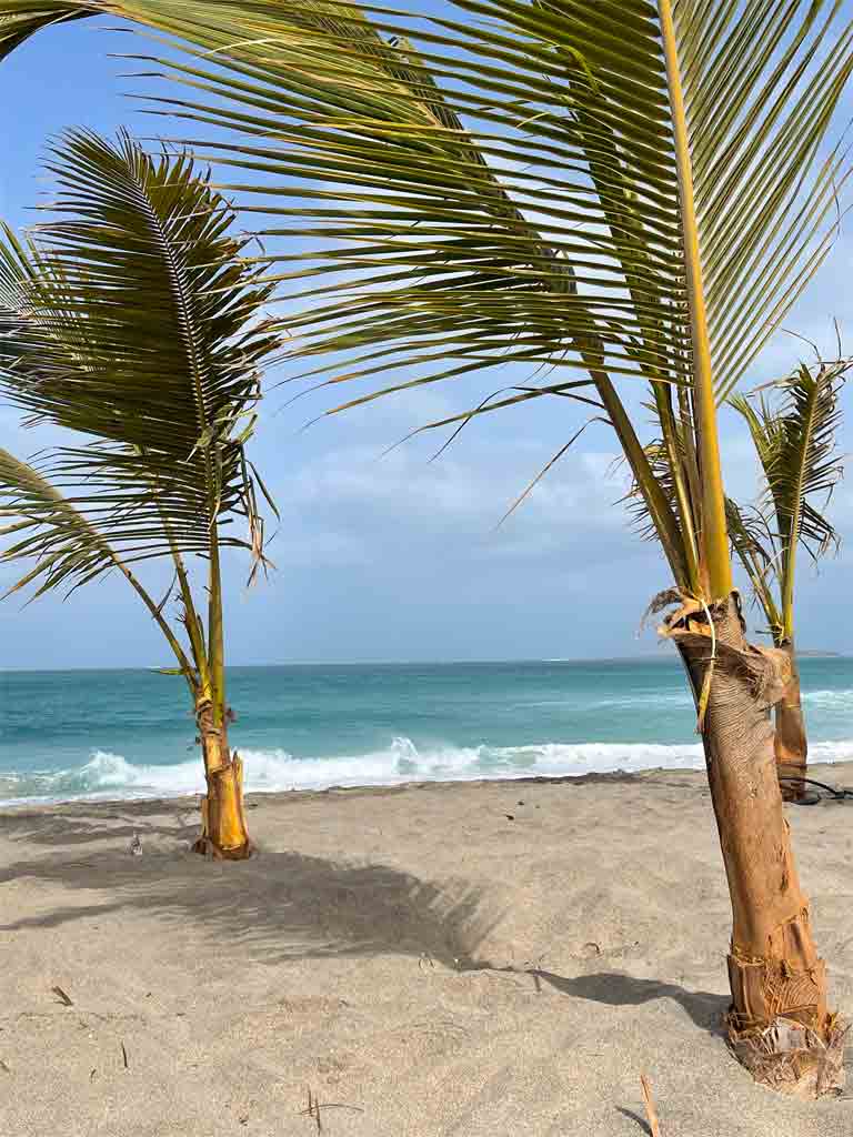 Kaapverdië met kinderen is een ideale winter zon bestemming omdat het maar 6 uur vliegen is. Op de foto zijn mooie palmbomen te zijn met een blauwe zee.