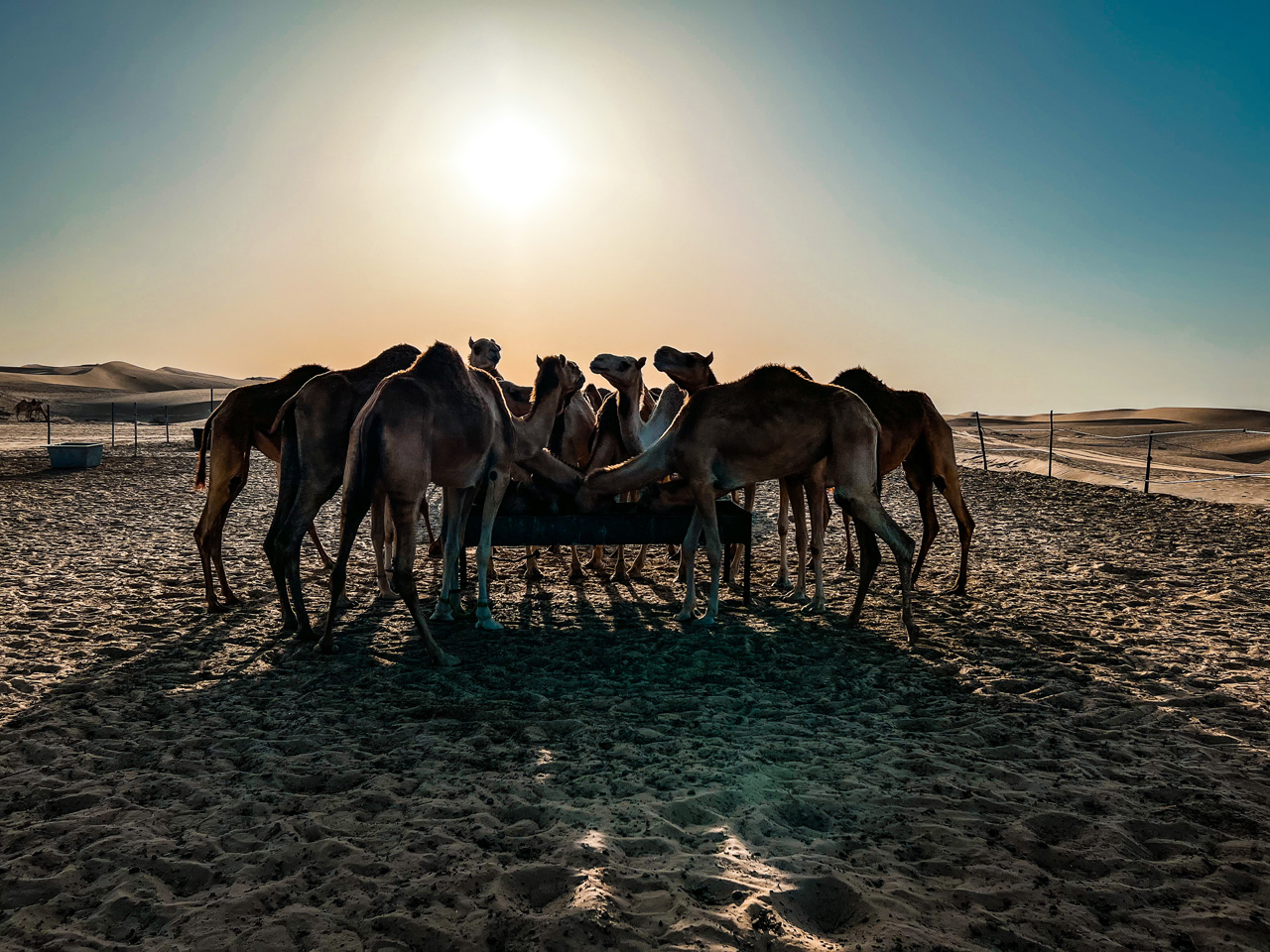 Verenigde Arabische Emiraten met kinderen