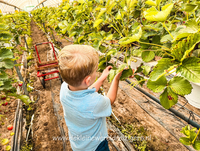 Aardbeienterras Rijsbergen 