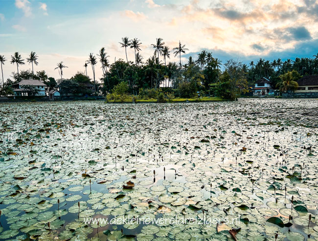 Lotus Lagoon Bali