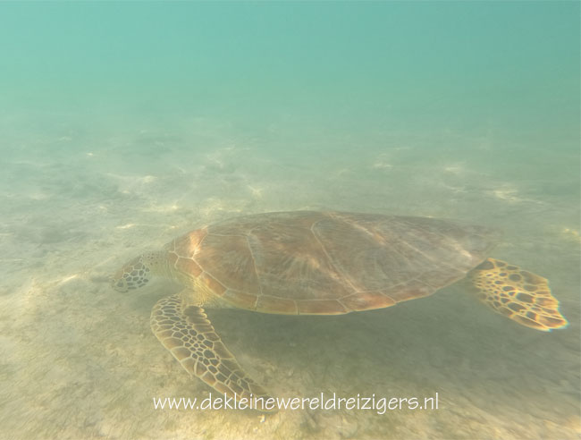 Schildpad Gili Trawangan