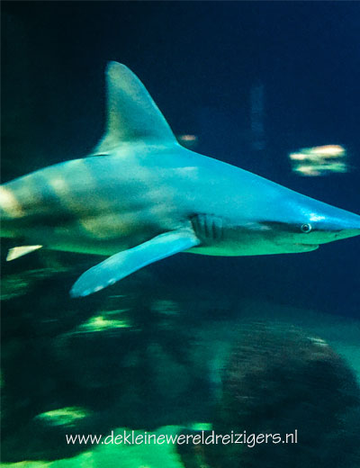 Oceanografic Valencia haai