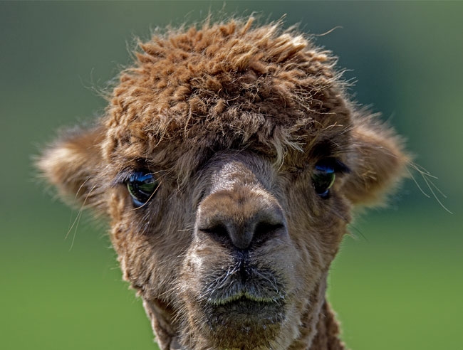 Wild und Freizeitpark Klotten